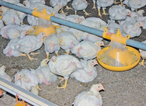 Hähnchen konventionell oder alternativ mästen?