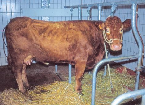 Der Paratuberkulose von Rindern auf der Spur