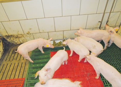 Verdrängt eine Raufuttergabe Kraftfutter in der Ration?