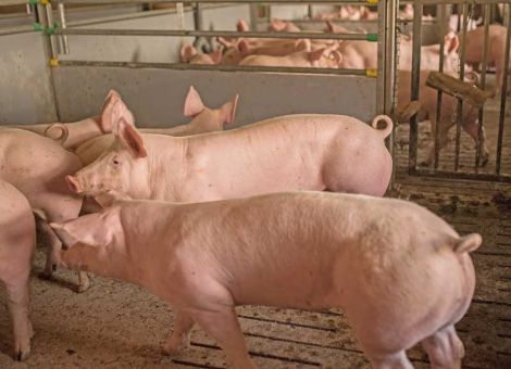 Tierärzte: Nicht übereilt aufs Schwänzekürzen verzichten