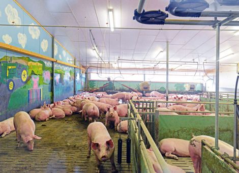 „Verbraucher entscheidet über die Art der Tierhaltung“ 