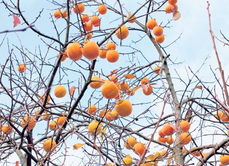 Die Frucht der Götter