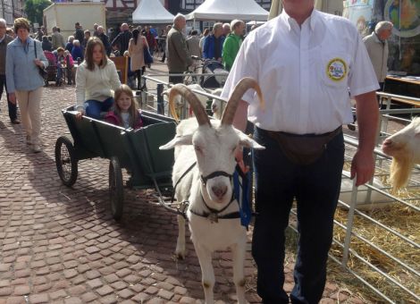 Gute Ziegenschau in Grünberg