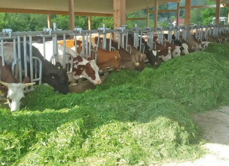 Öko-Milch: Jetzt noch kurzfristig umstellen?
