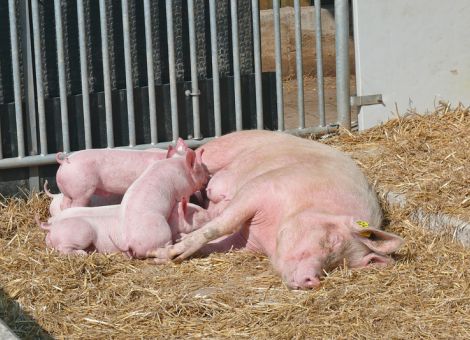 Ökoschweine: Markttendenzen und Zukunftsvisionen