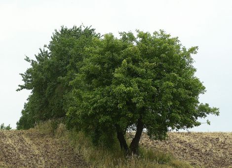 Mehr Landschaftselemente und Leguminosen in der Feldflur