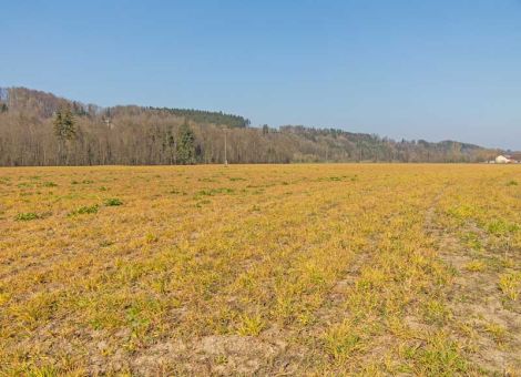 EFSA stuft Glyphosat nicht als krebserregend ein