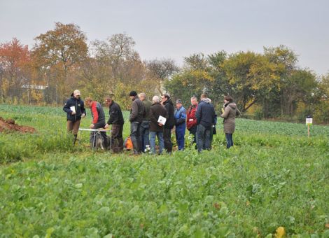 Kreuzblüter als Zwischenfrucht