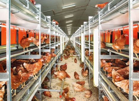 Entscheidung zum „Stall-TÜV“ nicht vor nächstem Frühjahr