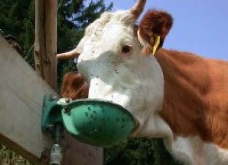 Tipps für die Sommerfütterung