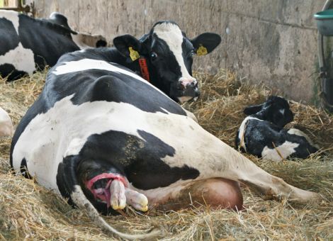 Ist Erfolg in der Milchviehhaltung planbar?