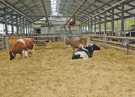 Transition Cow Index auch für deutsche Kühe?
