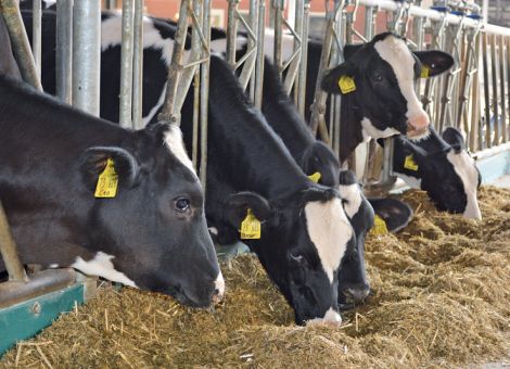 Phytogene Zusatzstoffe in der Rinderfütterung nutzen?