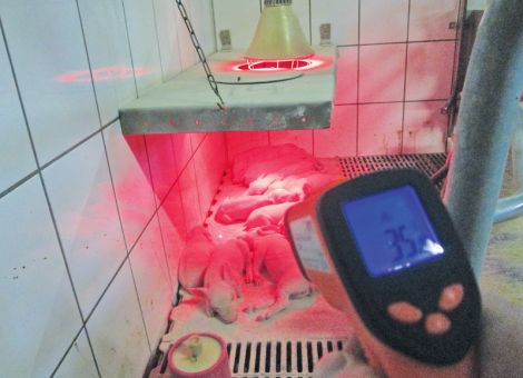 Schweinesignale richtig erkennen