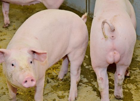 Von Ebermast bis Salmonellenproblematik