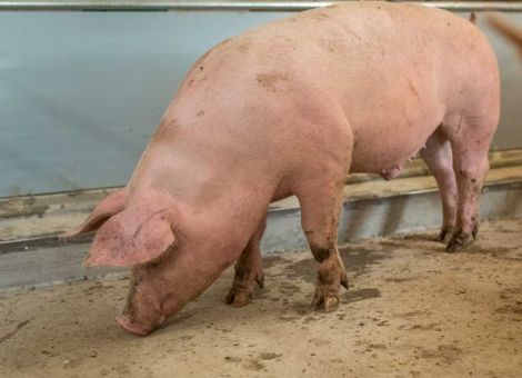 Koalition in der 
Tierschutzpolitik uneins