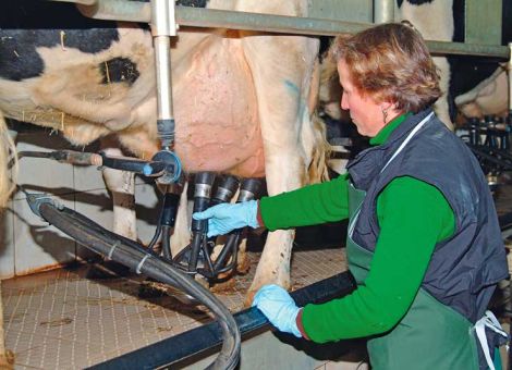 Kühe in Deutschland gaben im Schnitt 8 453 kg Milch