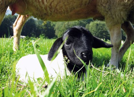 Alte Nutztierrassen werden in Hessen gefördert