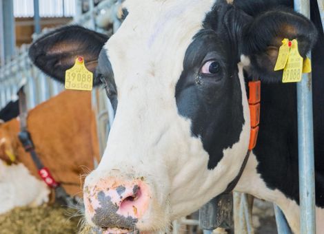 Hessen ist jetzt als BHV1-frei anerkannt