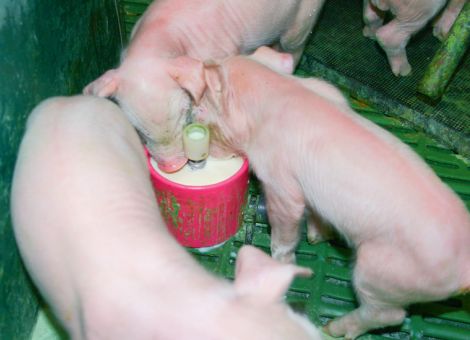 Mit dem Cup-System Ferkelleben retten