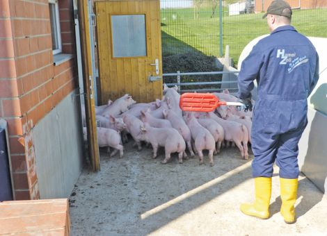 Ferkelpreise im Januar stabil bis fester