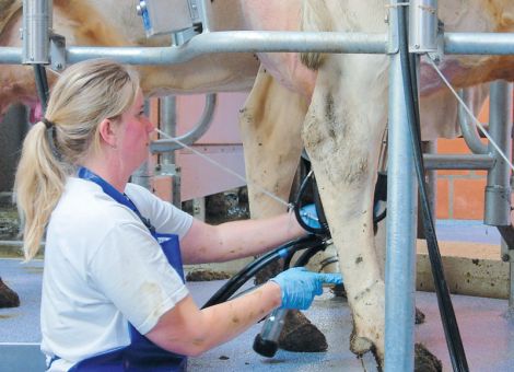 8 228 kg Milch gaben hessische Kühe im Schnitt