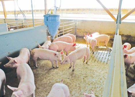 Zehn mögliche Risikofaktoren für das Schwanzbeißen