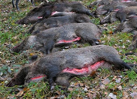 Beim Ausweiden von Wildschweinen Handschuhe tragen