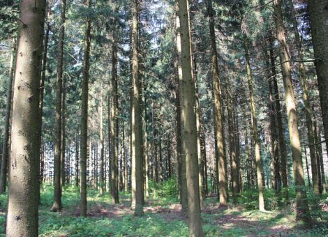 Fichte im Klimawandel 
