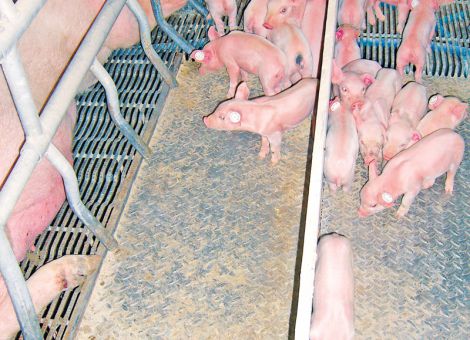 Für die Ferkel zu kalt, für die Sau zu warm?