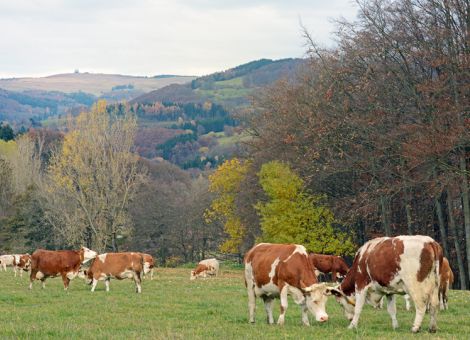 Bio-Milch erzeugen: Alternative für Betriebe in der Rhön?