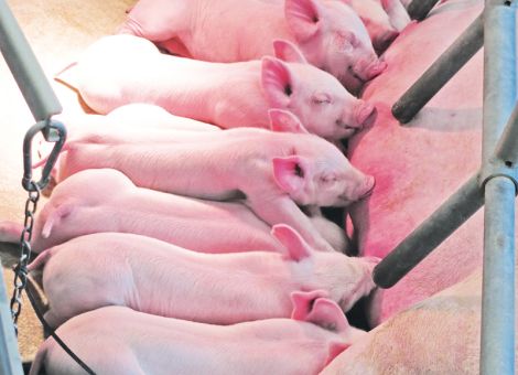 Wie sieht die Zukunft der Schweinehaltung aus?
