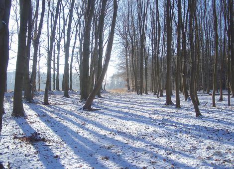 Der Wald hat einen wirtschaftlichen Stellenwert