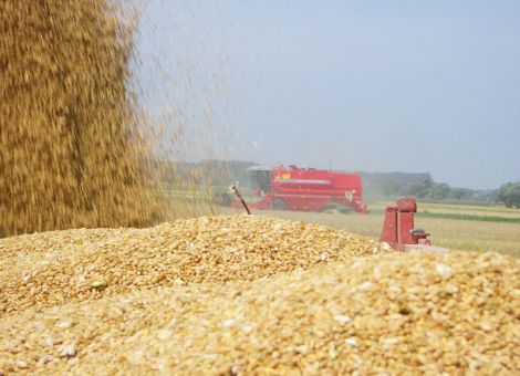 Getreide: Mit der Lagerung Geld verdienen