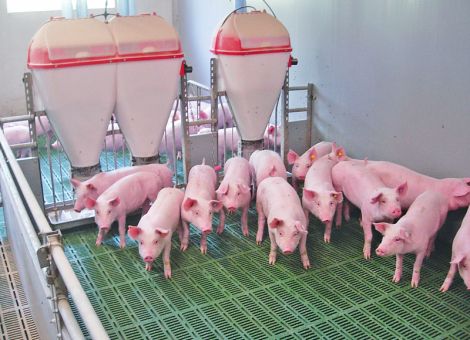 Schweinegesundheit durch die richtige Fütterung stärken