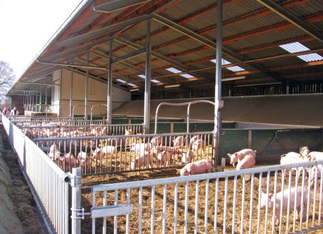 Marktlücke Bio-Schweine?