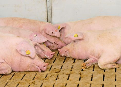 Lange Nutzung und große Würfe schließen sich nicht aus