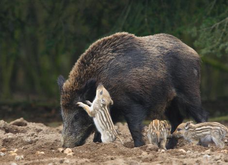 In 40 Jahren hat sich die Zahl der erlegten Schwarzkittel verdreifacht