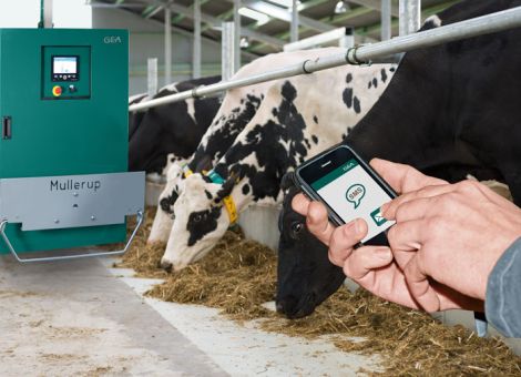 Intelligentes Fütterungssystem von GEA für Milchkühe 