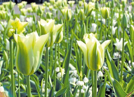 Pflanzentipps für Tulpen