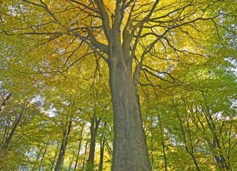 Zustand der Buche stark verbessert