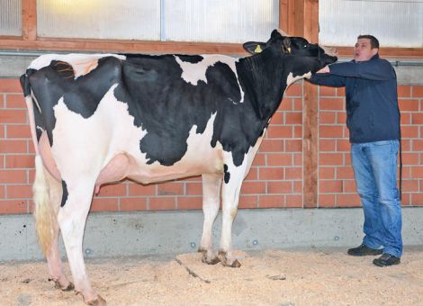 Gutes Bullenangebot und lebhafte Nachfrage