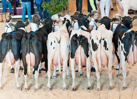 Weltpremiere für homozygot hornlos