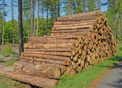 Schmidt will Kleinwaldbesitzer stärken