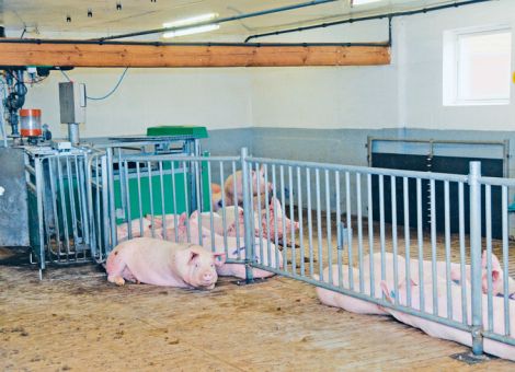 Ranghohe Sauen bleiben länger im Betrieb
