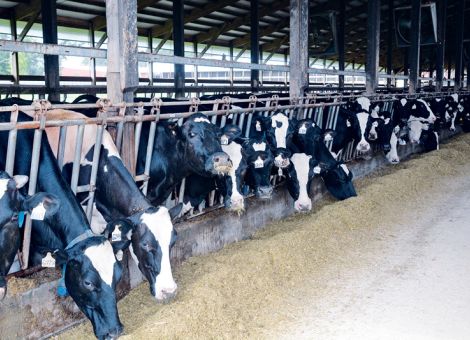 Holländischer Milchviehbestand soll deutlich abgestockt werden