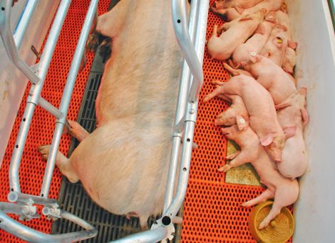 Kastenstandhaltung realistisch und mit Augenmaß