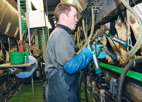 Mastitis kostet den Betrieb viel Geld 