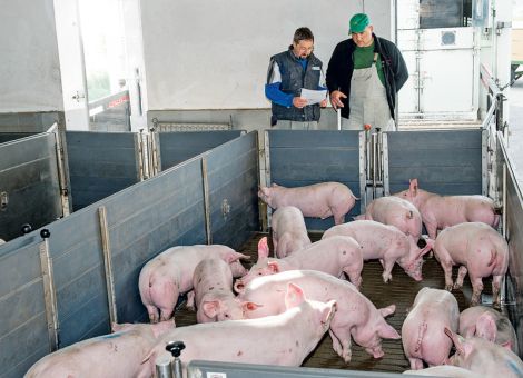 Ferkelerzeuger und Mäster haben gemeinsam Potenzial