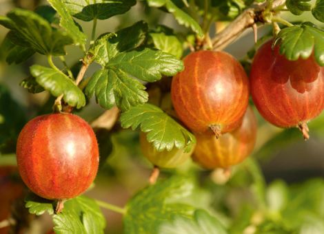 Beerenanbau 2016 – welche Mittel sind zugelassen?